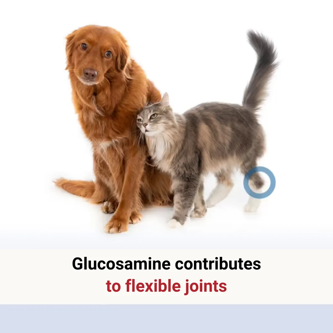 Pharmox Glucosamine, Chondroitin & MSM
